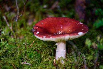 mushrooms on green background