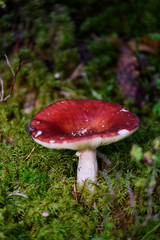 mushrooms on green background