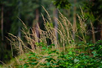 autumn grass bents against green background