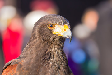 Steppenadler, seitlich