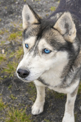Naklejka na ściany i meble Portrait of Siberian Husky with blue eyes