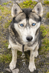 Portrait of Siberian Husky with blue eyes