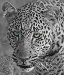 Fototapeta na wymiar Full frame African Leopard Face in black & white