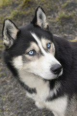 Portrait of Siberian Husky with blue eyes