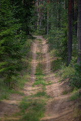 Fototapeta na wymiar country road in forest
