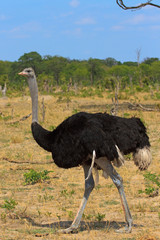 Full frames of a black male ostrich in full plumage on the African Plains in Hwange