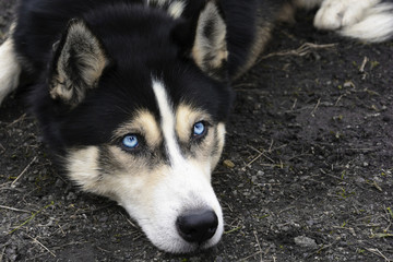 Portrait of lying Siberian husky with blue eyes