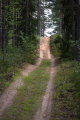 Fototapeta premium country road in forest
