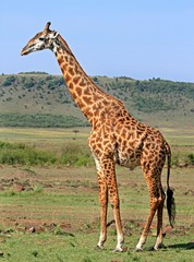 Naklejka na ściany i meble Potrait of an adult Giraffe standing on the open African Plains with a scenic bush background