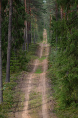 country road in forest