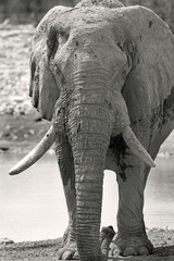 full frame black & white portrait of a large african elephant 