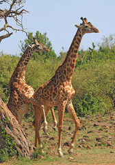 Male Giraffe attempting to mount a female Giraffe with a natural bushveld background