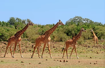 Foto op Aluminium Journey of Giraffes walking across the African Savannah in South Luangwa, Zambia © paula