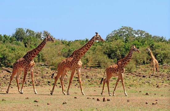 Journey of Giraffes walking across the African Savannah in South Luangwa, Zambia