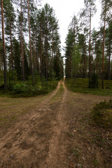 Fototapeta premium country road in forest