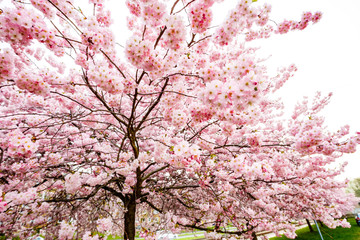 Flowering sakuraFlowering sakura
