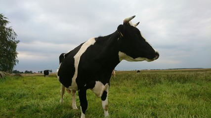 Look of cow