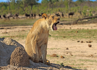 Lioness sitting on the African Plains yawning with a herd of wildebeest in the distance, Hwange, Zimbabwe