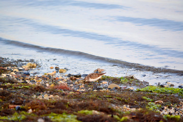Sandpiper Searching for Food Along the Edge of the Bay