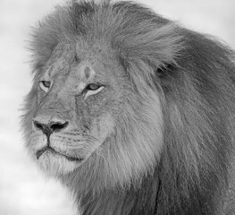 Full face of Cecil the Iconic Lion of Hwange who was killed by a hunter in July 2015