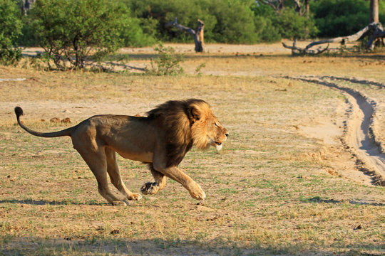 Cecil the iconic lion of Hwange running across the plains in Hwange, Zimbabwe.  Cecil was tragically killed in July 2015 by a hubter