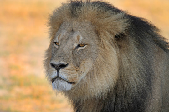 Cecil the Lion  full frame image of face