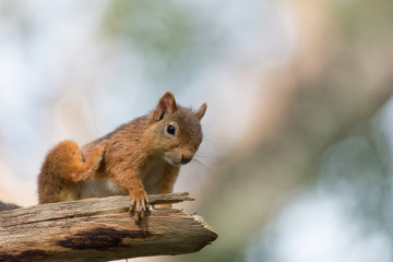 Naklejka na ściany i meble Red Squirrel, Loch an Eilein sitting on branch