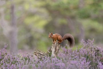 Red Squirrel, perched on tree stump surrounded by purple heather