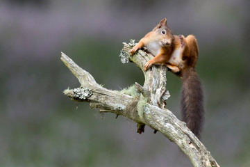 Red Squirrel scratching on end of branch