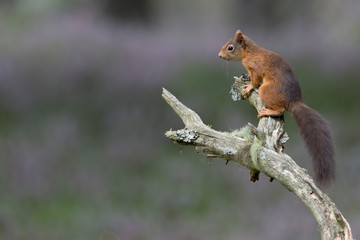 Red Squirrel, perched on branch