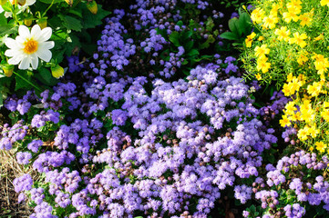 natural spring background with lilac, white and yellow flowers