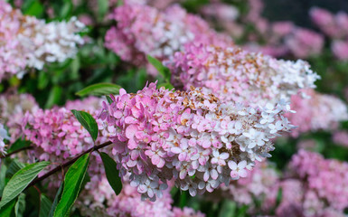 natural spring background with pink flowers