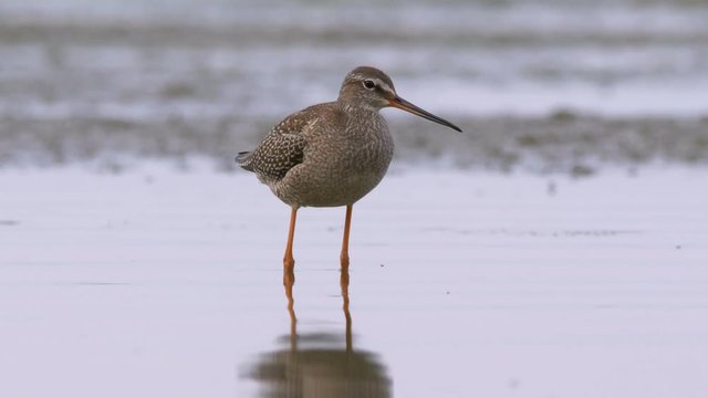 Spotted redshank 