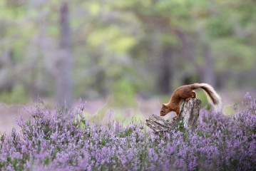 Red Squirrel, Loch an Eilein, on tree stump surrounded by purple heather