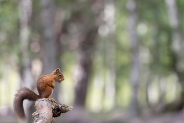 Red Squirrel, Loch an Eilein, sitting on a branch