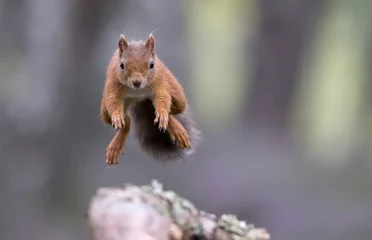 Tuinposter Rode eekhoorn (sciurus vulgaris) springt © Karen Miller