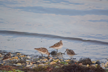 Sandpipers Gathered at Edge of Bay in Search of Food