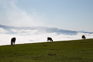 Plateau Turkey