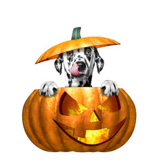 halloween pumpkin with cute dog - isolated on white - obrazy, fototapety, plakaty