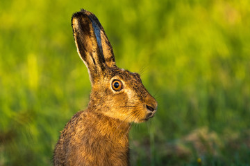 Wildlife Portrait eines Feldhasen im Abendlicht