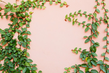 Fototapeta premium frame formed on the wall by climbing plants