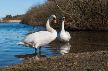 swans of the beach of a lake