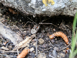 Big spider hiding under the rock in forest