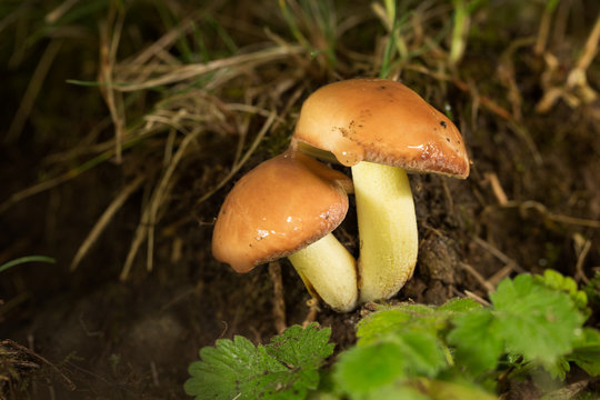 suillus granulatus, edible mushroom