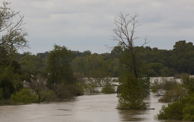 Several treetops above flood waters