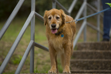 Old golden retriever drooling on stone steps