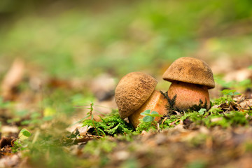 Neoboletus luridiformis. Edible mushrooms with excellent taste.
