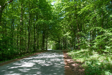 Obraz premium Bregnerod forest in Denmark