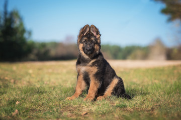 German shepherd puppy sitting on the lawn