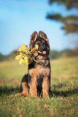 Funny german shepherd puppy holding a branch with leaves in his mouth in autumn © Rita Kochmarjova